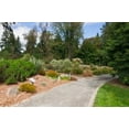 thumbnail image 4 of Peach Country Premium Cedar Chips (2 cu. ft.) - Cedar Mulch for Landscaping Areas, Home Gardens, Potted Plants and More., 4 of 4