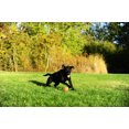 thumbnail image 4 of Chuckit! Tennis Ball 4-Pack, Medium, 4 of 4