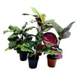 thumbnail image 2 of Florida House Plants 2-Inch Calathea Assortment Live Plant in Pots, Set of 5, 2 of 6