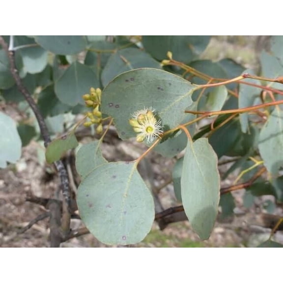 Red Box Eucalyptus Tree Seeds – 50 Perennial Flower Seeds for Garden Planting, US Seller