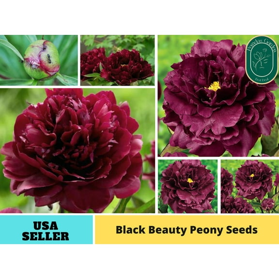 10 Seeds| Black Beauty Peony Perennial Seeds - Authentic Seeds - Perennial~GMO Free~~Flower seeds ~ Asian Garden~ Herbs B5G1#B032
