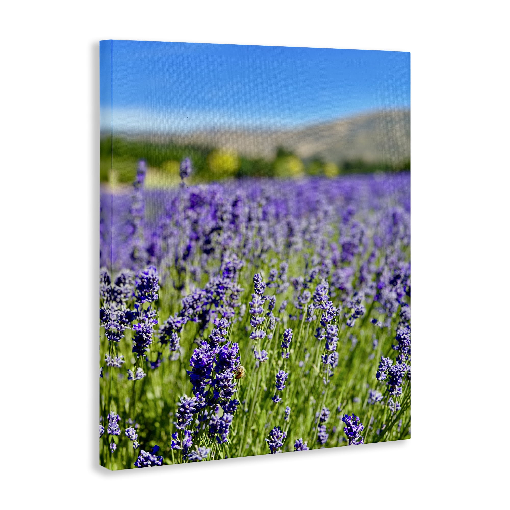 Stupell Industries Lavender in the Wind Landscape Photography Gallery Wrapped Canvas Art Print Wall Art, 16 x 20