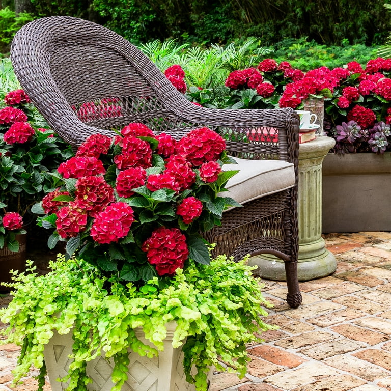 Southern Living Heart Throb Hydrangea Live Shrub in 2-Gallon