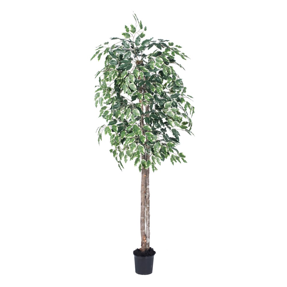 Vickerman 6' Artificial Variegated Ficus Tree in Black Pot Walmart