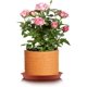 thumbnail image 2 of Paquete de 16 platillos para plantas de 27 cm, platillos de plástico grueso para macetas, bandejas de goteo para flores para jardín interior y exterior, 2 of 2