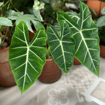 Frydek Variegated Alocasia Plant, Alocasia Live Indoor Planting, 4'' Tall