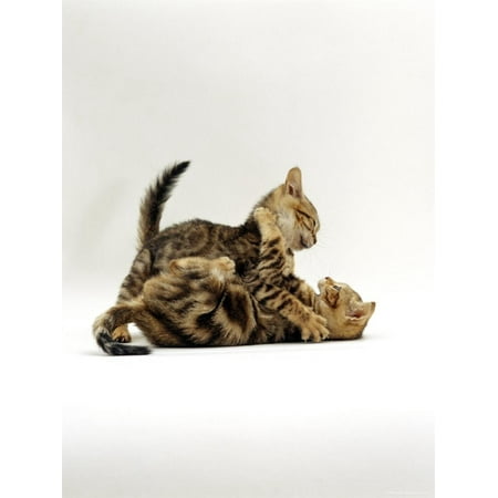 Domestic Cat, 11-Week, Brown Marble and Spotted Bengal Kittens, Play Fighting Print Wall Art By Jane