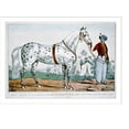 thumbnail image 2 of Historic Framed Print, A correct likeness of Mr. H. Rockwell's horse Alexander: Bowery Amphitheatre, New York, March 17th 1840, 17-7/8" x 21-7/8", 2 of 9