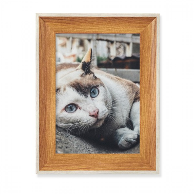 Animal Colorful Cat Photograph Picture Desktop Wooden Photo Frame Display Picture Art Painting Multiple Sets