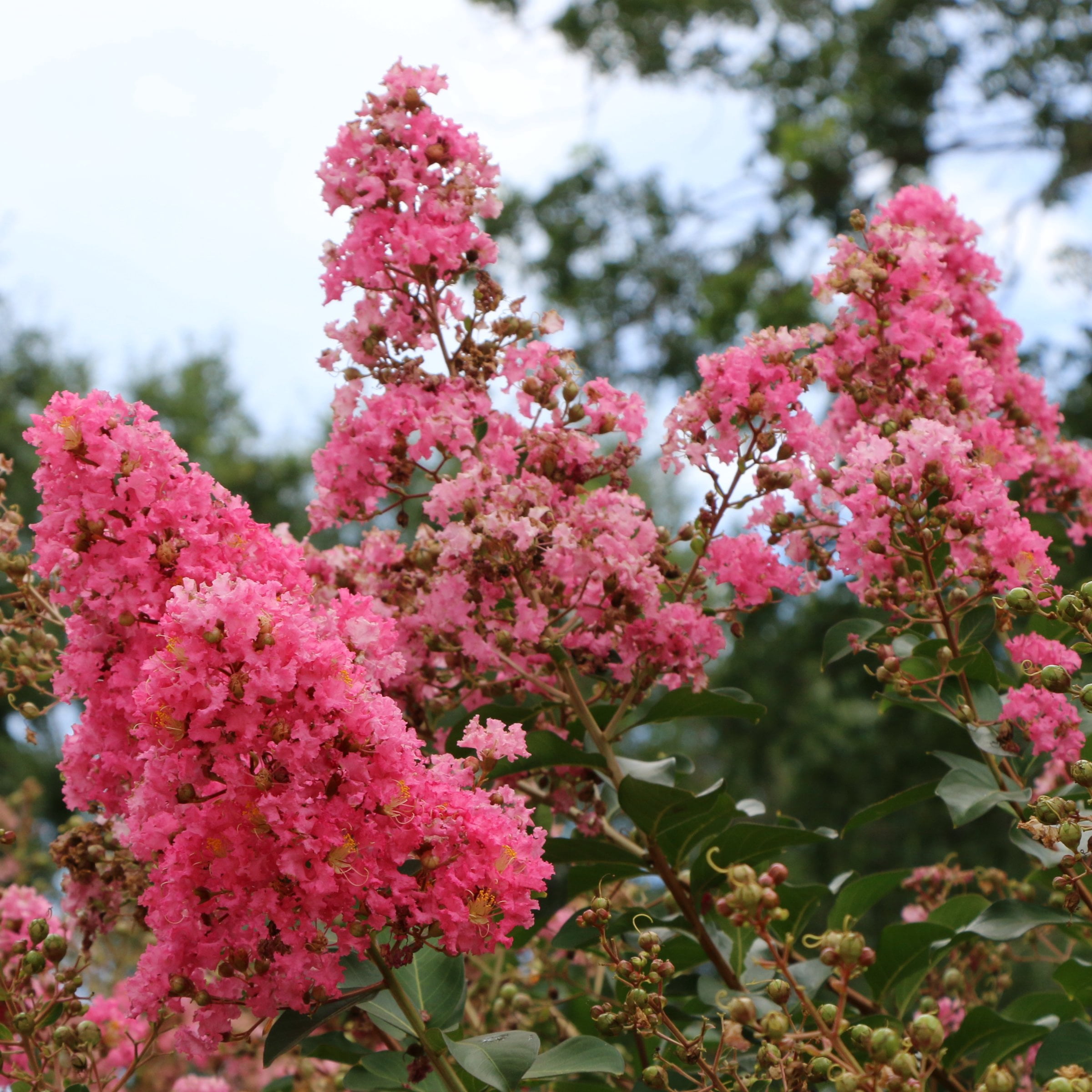 National Plant Network 3 gal Crape Myrtle Miami Live Shrub with Pink Flowers Full Sun