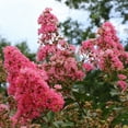 thumbnail image 2 of National Plant Network 3 gal Crape Myrtle Miami Live Shrub with Pink Flowers Full Sun, 2 of 12