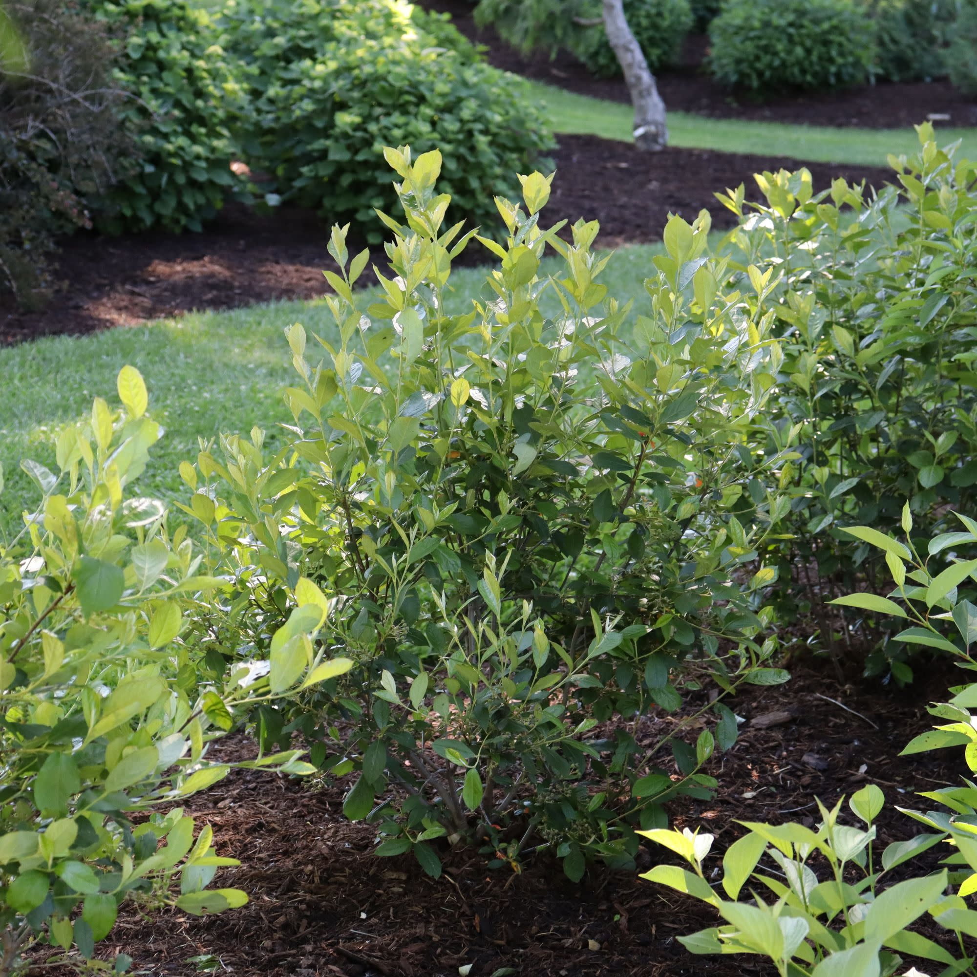 Proven Winners ColorChoice 5" Berry Scape Aronia Live Plant in 4.5" Pot (4 Count)