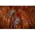 thumbnail image 2 of Shimlock, Jones 18x13 White Modern Wood Framed Museum Art Print Titled - Indonesia Zebra crabs on sea urchins, 2 of 4
