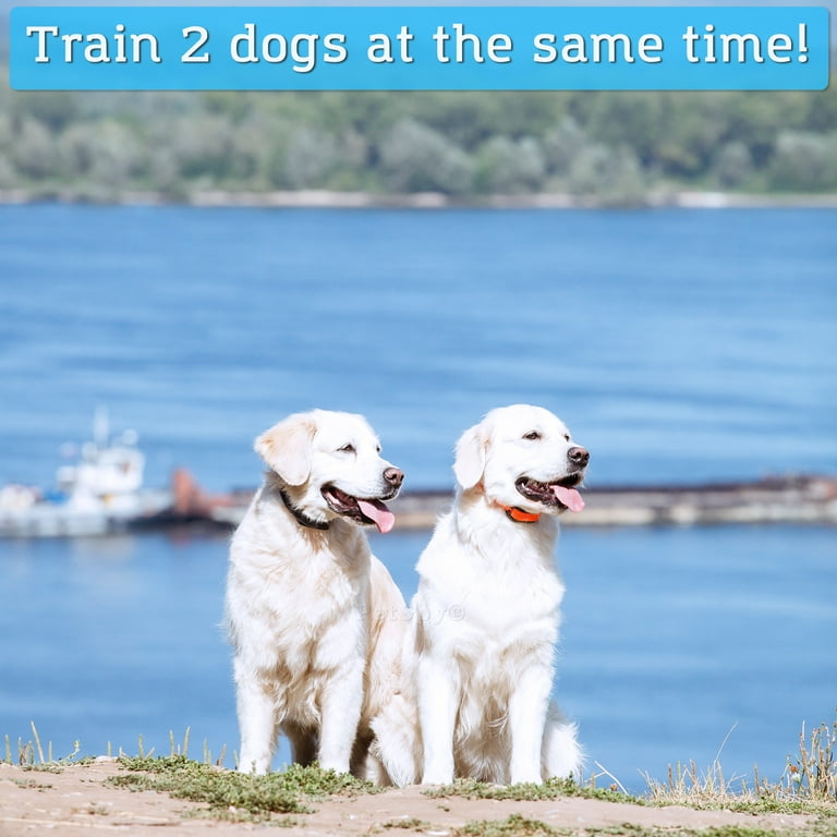 PetSpy Dual Training Shock Collar for 2 Dogs with Beep, Vibration and  Electric Shocking, Rechargeable and Waterproof E-Collar Remote Trainer -  Walmart.com