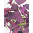 thumbnail image 2 of Bumble Plants Purple Oxalis Triangularis Live Plants in 4" Nursery Pot, 2 of 7