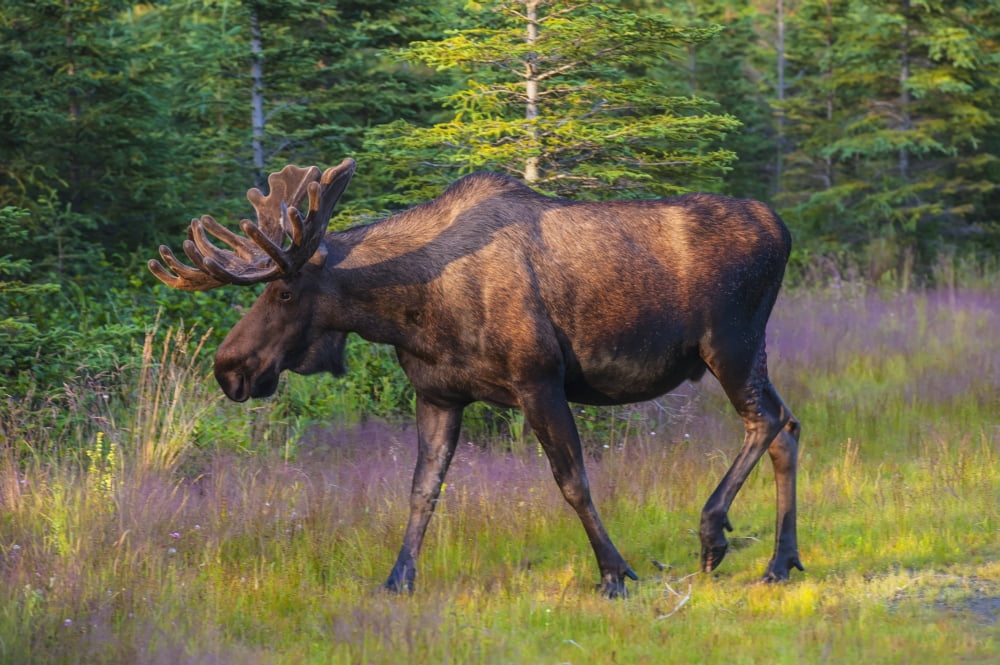 Bull Moose In Velve