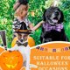 thumbnail image 5 of Collar para perro y gato de Halloween, 2 uds., con lazo, ajustable, cómodo, para perro de Halloween, 5 of 5