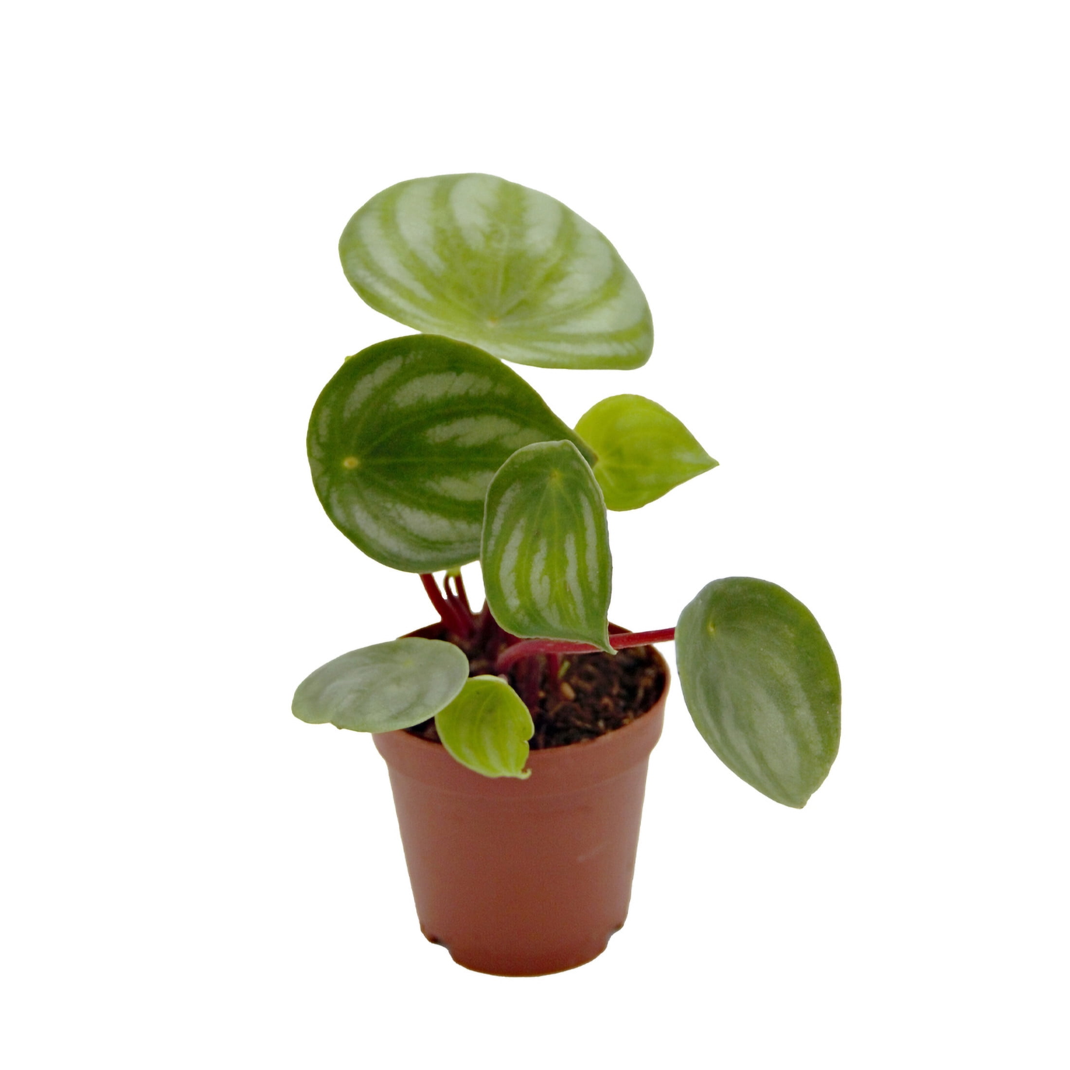 ReptiCulture Assorted Peperomia Tropical 2" 3 pk