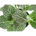 thumbnail image 2 of White Vein Plant - Fittonia/Nerve Plant - 6" Hanging Basket, 2 of 2