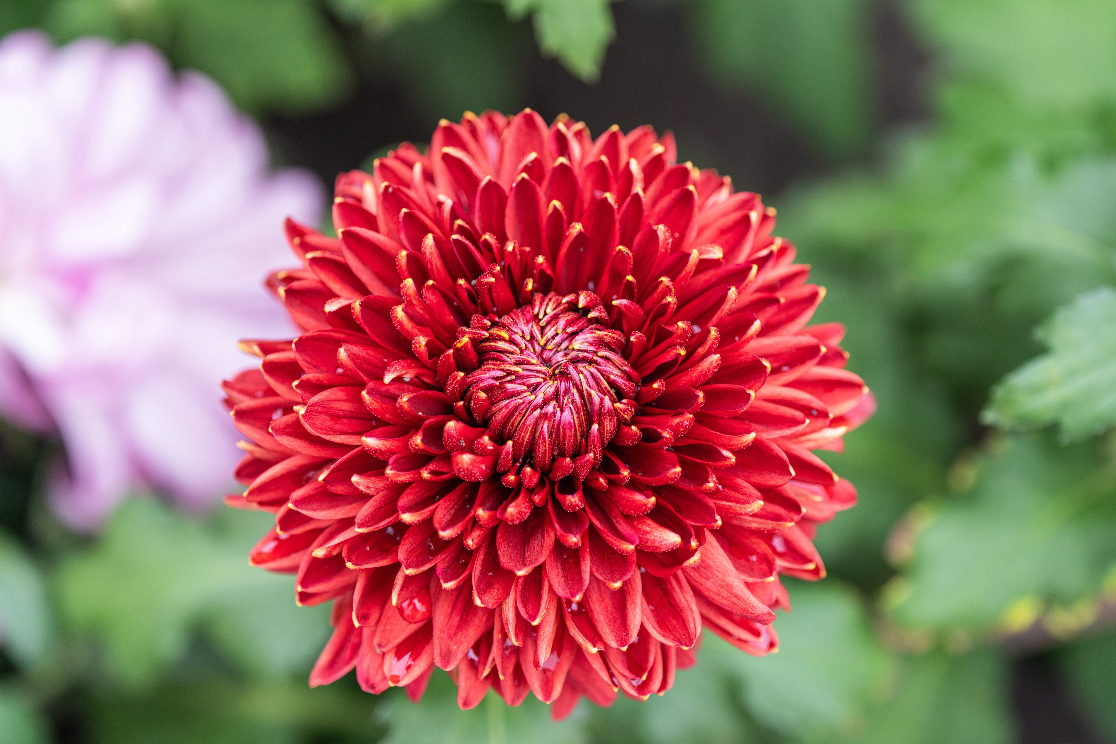 Expert Gardener 3QT Mum Red