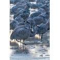 thumbnail image 2 of Jaynes Gallery 13x18 Black Ornate Wood Framed with Double Matting Museum Art Print Titled - USA-New Mexico-Bernardo Wildlife Management Area-Sandhill cranes in icy water on foggy sunrise, 2 of 4