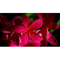 Hawaiian Red Plumeria Plant Cutting 10" Long 1 Pk GU1TM Full Sun