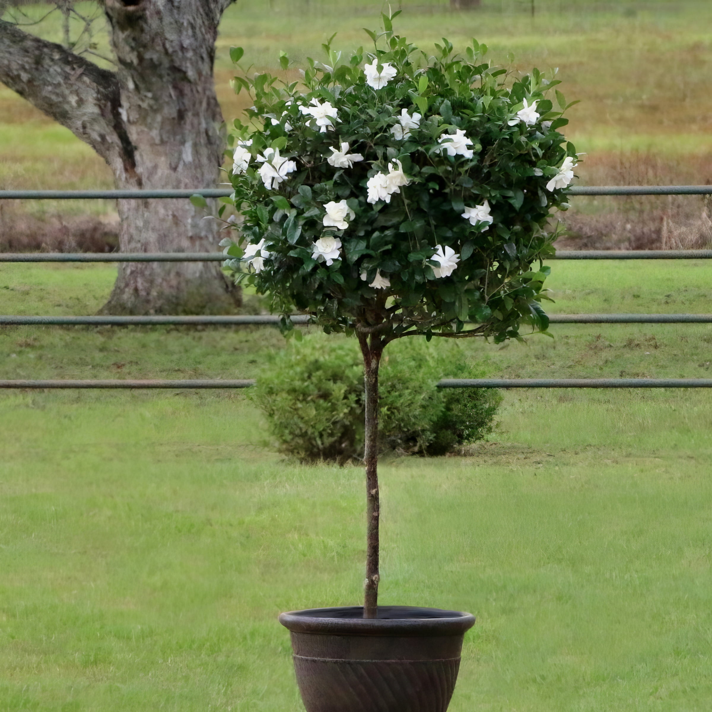 National Plant Network 3 gal. Gardenia Aimee Live Tree with Full Sunlight