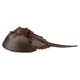 thumbnail image 1 of Safari Ltd.Criaturas increíbles Cangrejo herradura Safari Ltd. 95866261405, 1 of 1