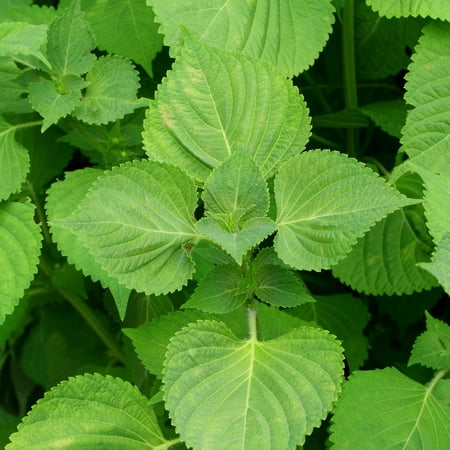 Shiso Seeds - Green - 0.25 Oz - Non-GMO Herb Garden & Microgreens / Micro Herbs - AKA: Perilla, Beefsteak (Best Seeds For Microgreens)