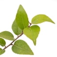 thumbnail image 5 of 2 Xylosma Congestum, Live Plants – Shiny Xylosma in 2.5” Nursery Cubes – Fast-Growing, Low-Maintenance Evergreen Shrub for Hedges & Landscaping, 5 of 7