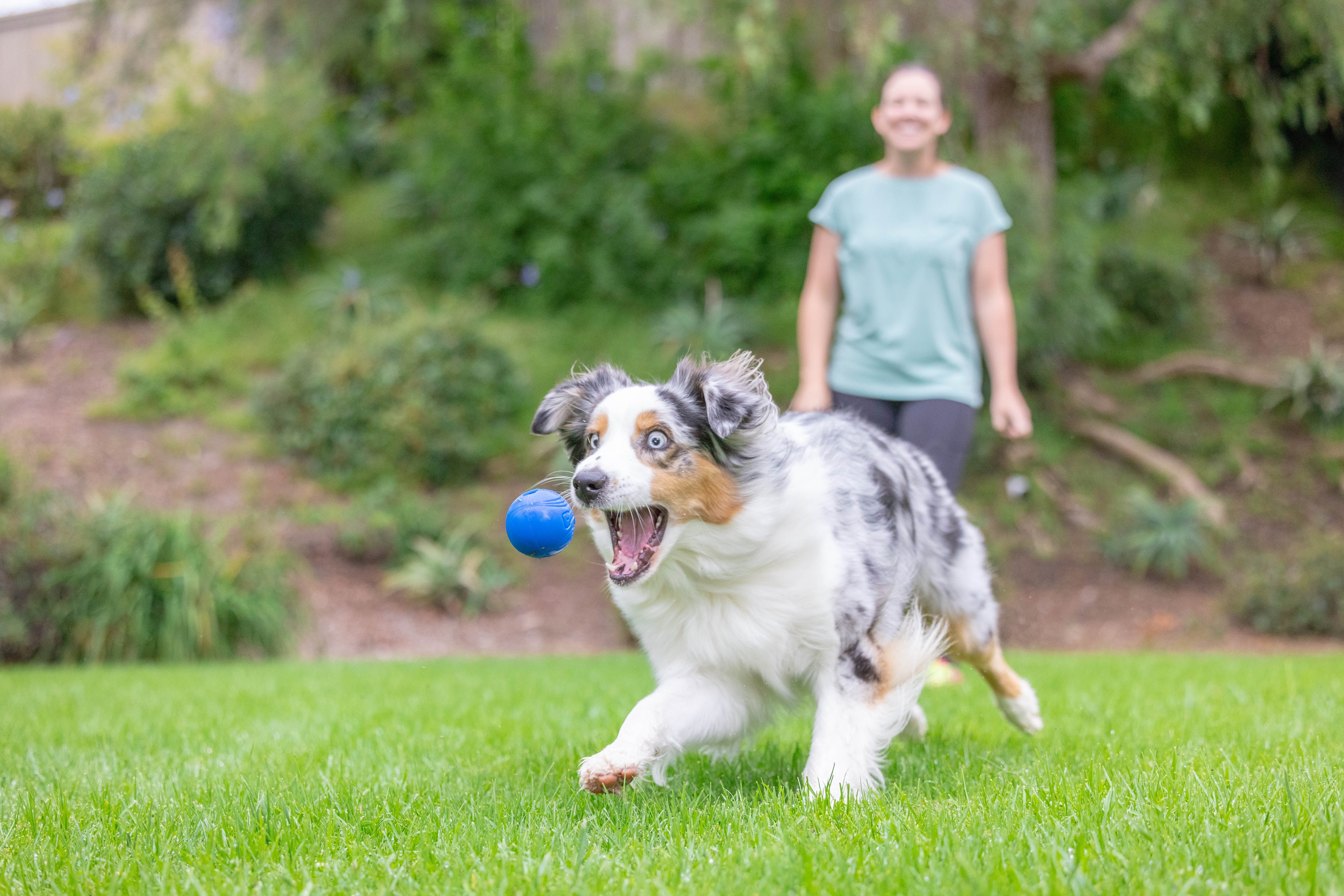 Chuckit! Sonic Ultra Squeaker Ball & Super Crunch Ball Fetch Dog Toy, Medium 2.5" for Dogs 20 to 60 lb, Blue, Pack of 2