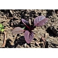 thumbnail image 4 of 500 Graines d'Amarante Cruentus Amaranth Rouge Minuit Fleur Feuille Légume, 4 of 7