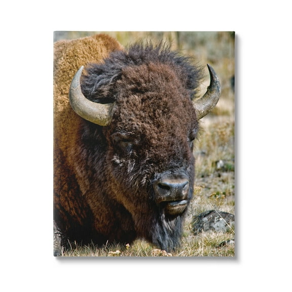 Stupell Industries Bison Resting Photography Animals & Insects Photography Gallery Wrapped Canvas Print Wall Art, 16 x 20