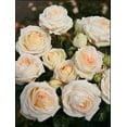 thumbnail image 5 of 32+ Seeds| Madame Anisette Grandiflora Rose Seeds - Authentic Seeds - Perennial~ GMO Free ~Flower seeds~ ~ Asian Garden~ Herbs B5G1#1029, 5 of 5