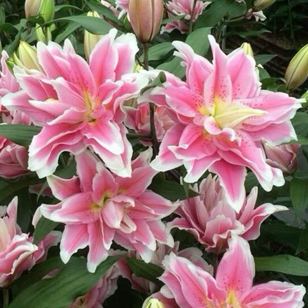 Roselily Bulbs, 3 Count, Lilium Roselily Bulb for Outdoor Garden