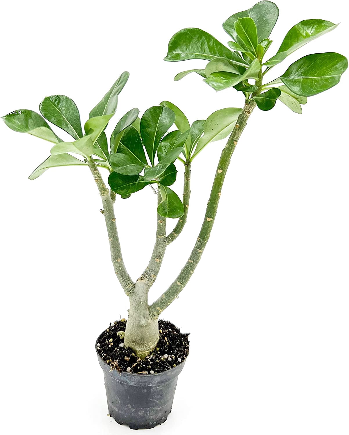 ragnaroc Live Succulents – Adenium Obesum Desert Rose 6-12” tall in 4” pot - 1ct - Color when flowering may be Pink or Red, Bonsai Caudex - Live Arrival Guaranteed - House Plants for Home Decor & Gift