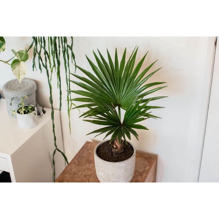 panda succulent plant Kalanchoe tomentosa 'Panda Plant' – Fantastic Gardens main image 0