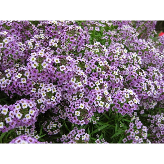Green River Seeds 25 Sweet Alyssum Lavender Seeds - Tiny Colorful Flowers for Spring and Fall Gardening, Ideal for Hanging Baskets and Pathways