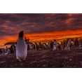 thumbnail image 2 of Illg, Cathy and Gordon 32x23 White Modern Wood Framed Museum Art Print Titled - Sea Lion Island Gentoo penguin colony at sunset, 2 of 4
