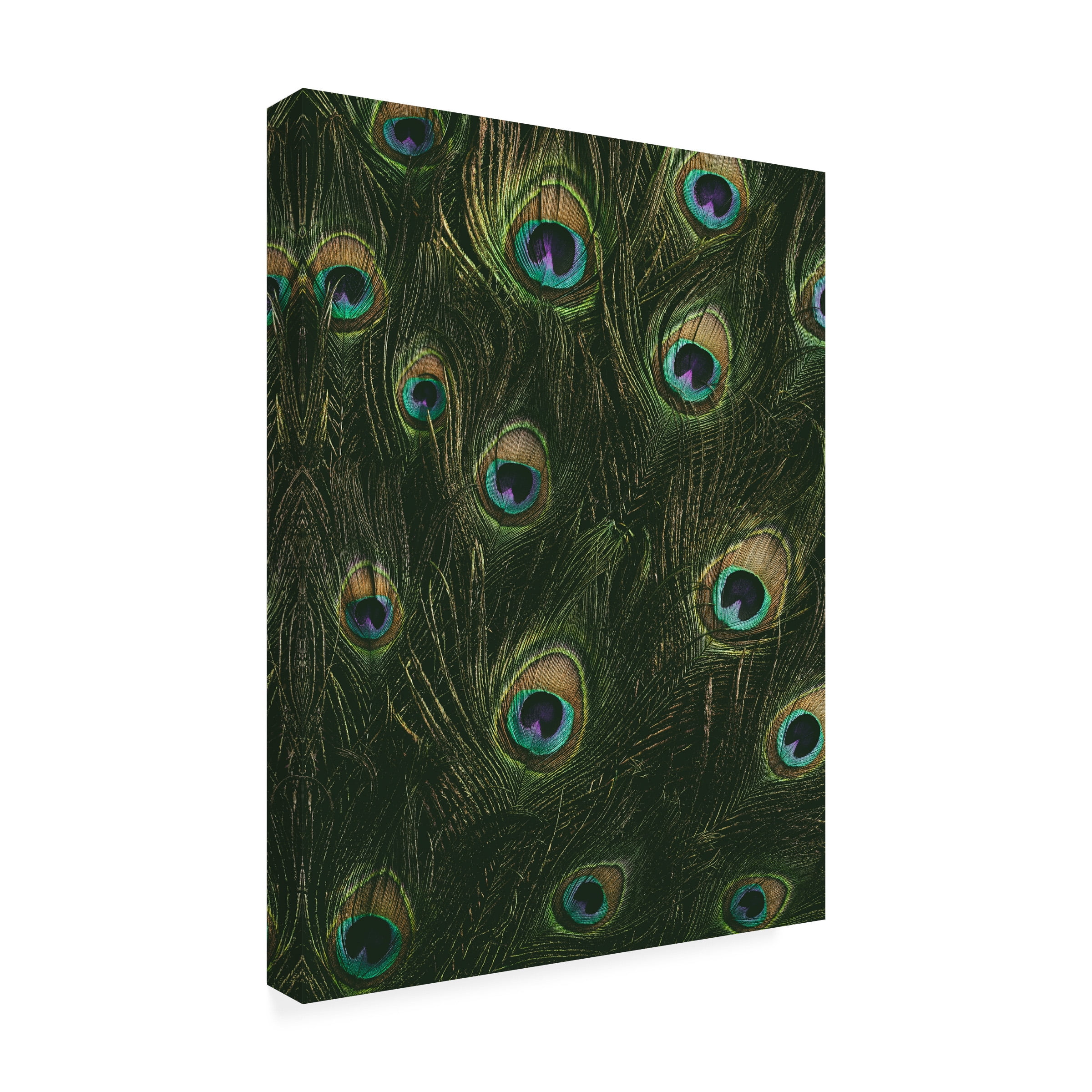 Canvas Wall Art - Tom Quartermaine 'Vintage Multi Peacock Feathers' Wall Art for Living Room, Bedroom, or Office Décor by Trademark Fine Art - 14 x 19 Inches
