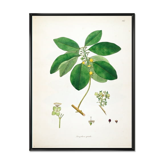 Designart 'Ancient Botanicals V' Farmhouse Framed Canvas Wall Art Print