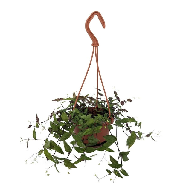 Tahitian Bridal Veil Wandering Jew 4" Mini Hanging Basket Tradescantia