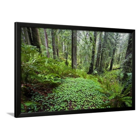 - Redwood Trees in Morning Fog with Sunrays Framed Print Wall Art By Terry Eggers