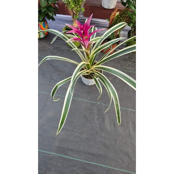 Begonia Guzmania White Stripes pink flower - Get similar