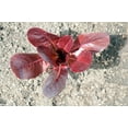 thumbnail image 5 of Rouge d'Hiver Romaine Lettuce Seeds (Lactuca sativa) – 1000+ Heirloom Non-GMO Seeds per Packet by Isla’s Garden Seeds, Cold-Hardy, Red-Tinged Leaves, Perfect for Crisp and Flavorful Salads, 5 of 7