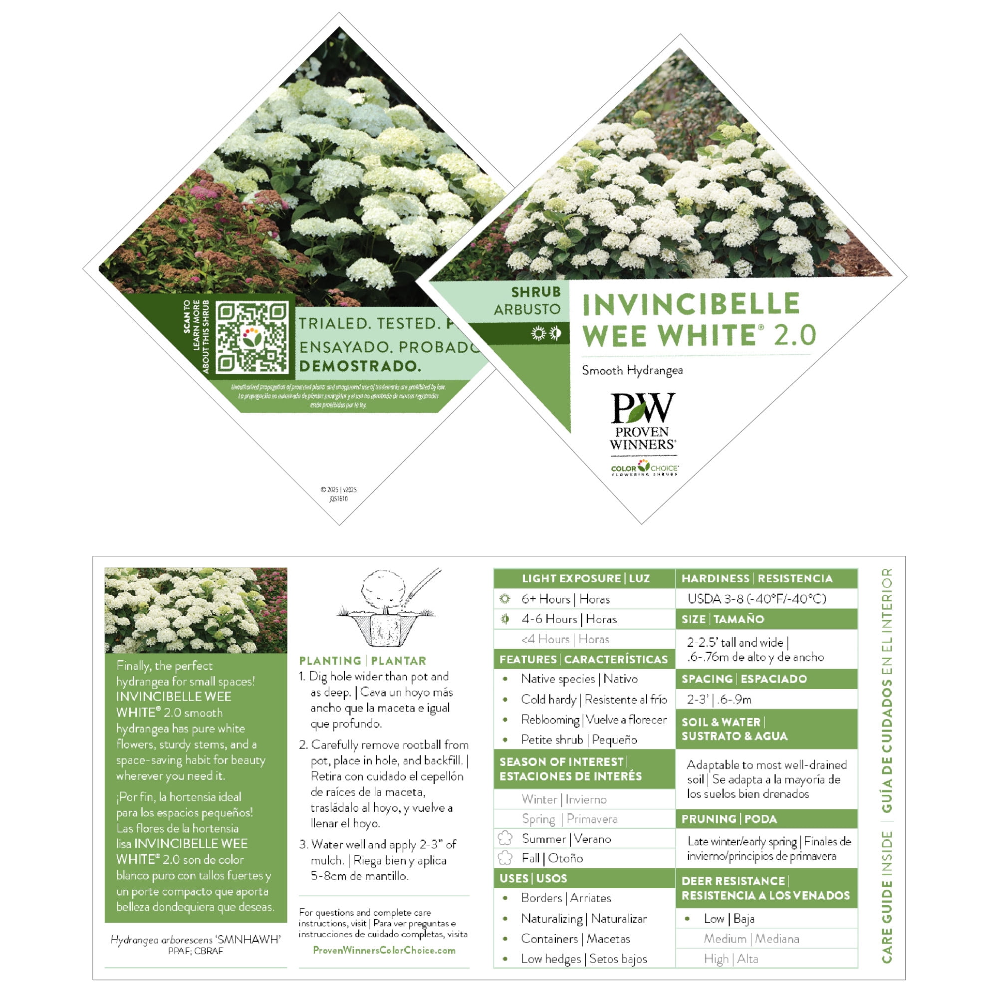 Proven Winners ColorChoice 5" Invincibelle Wee White 2.0 Smooth Hydrangea Live Plant in 4.5" Pot (4 Count)