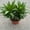 1 Plant, variant on Dracaena Janet Craig Compacta - Live Plant in a 6 Inch Pot - - Dracaena Deremensis Janet Craig Compacta - Florist Quality Low Maintenance Indoor Houseplant