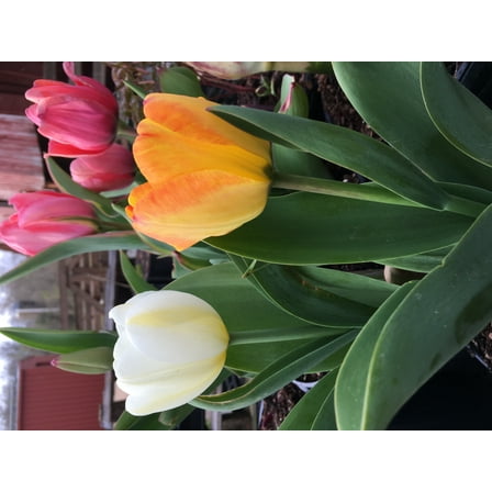 50 Tequila Sunrise Tulip Mix Bulbs
