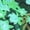 Green, variant on Women's Floral Print Bandeau Bikini Sets 3 Piece Tie Back Swimwear Triangle Bottoms Bathing Suits X-Small Yellow