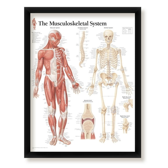 The Musculoskeletal System Framed Medical Educational Informational Poster Diagram Doctors Office School Classroom 22x28 Inches